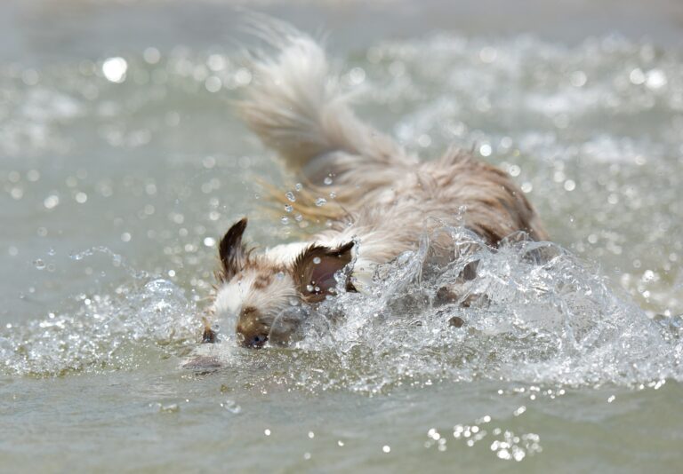 dog-1411406_1920