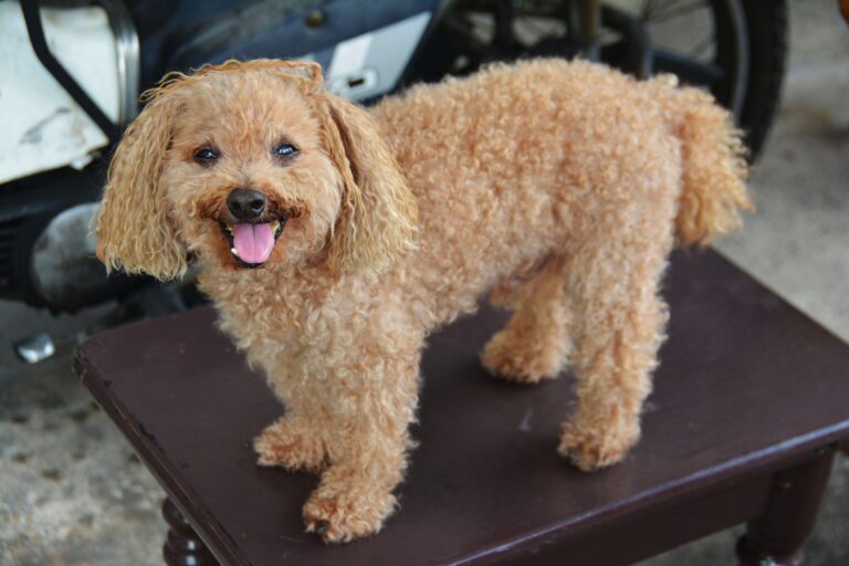 dog-1433425_1920